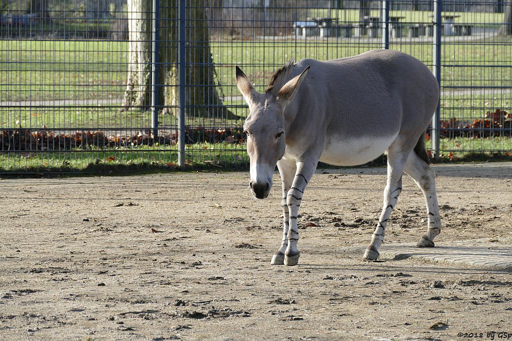 Somali-Wildesel