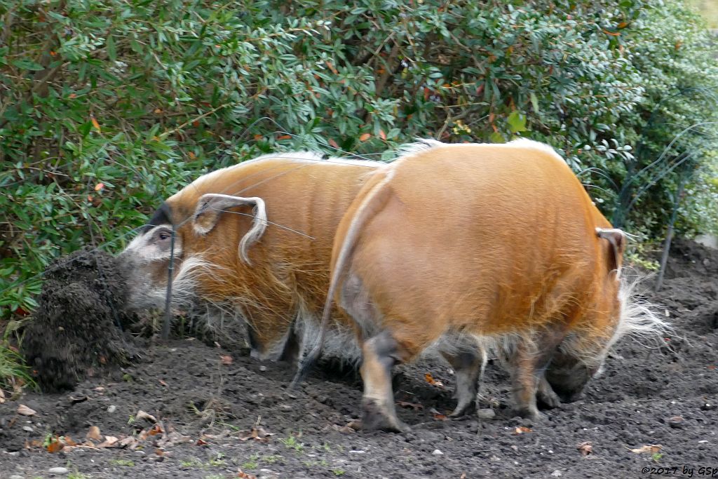 Pinselohrschwein