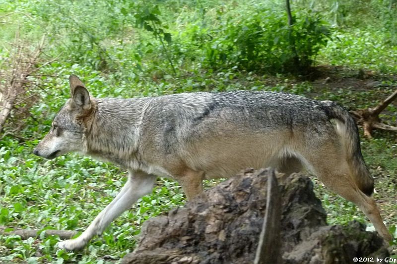 Europäischer Wolf