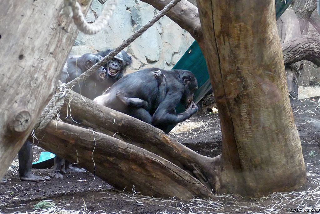 Bonobo (Zwergschimpanse)