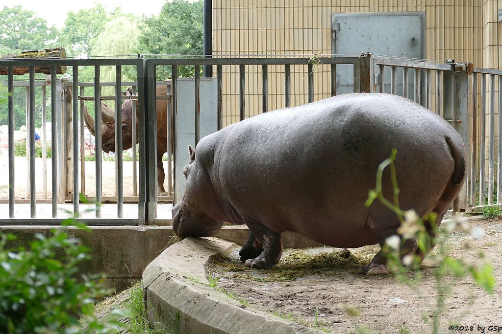 Flusspferd (Nilpferd) PETRA, im Hintergrund Spitzmaulnashorn KALUSHO