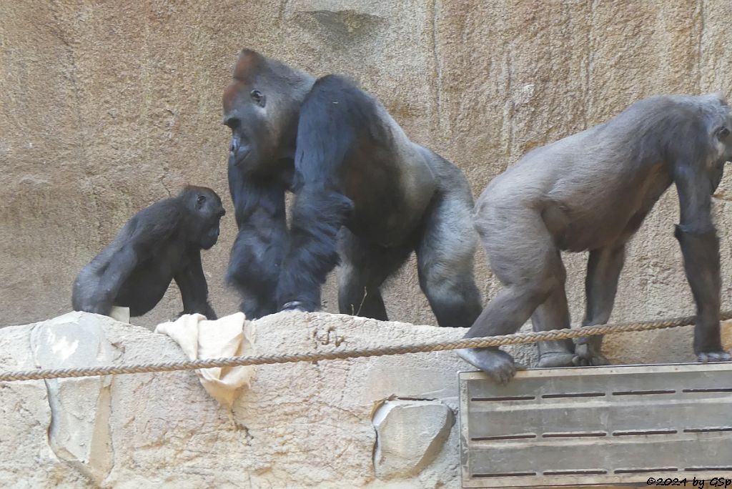 Westlicher Flachlandgorilla
