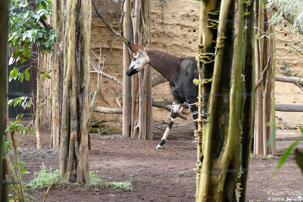 Okapi