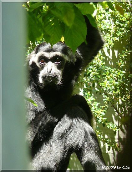 Kappengibbon