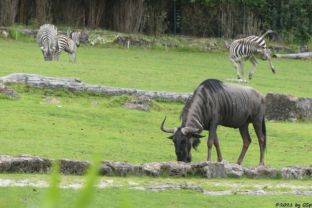 Südliches Streifengnu (Blaues Gnu), Böhm-Steppenzebra (Grant-Zebra)