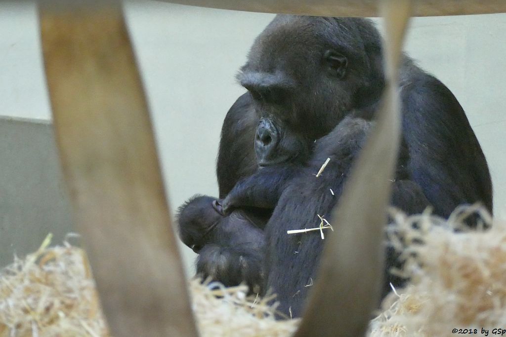 Flachlandgorilla TUANA mit Jungtier, geb. 11.1.18 (2 Wochen alt)