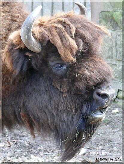 Präriebison (Amerikanischer Bison)