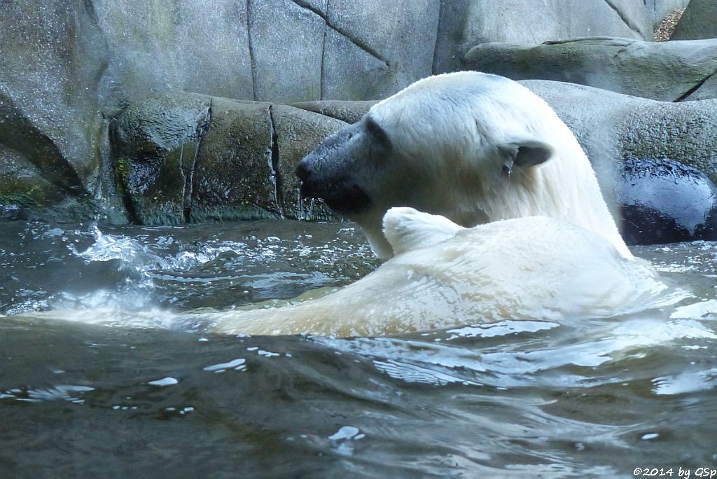 Eisbär BLIZZARD und VICTORIA