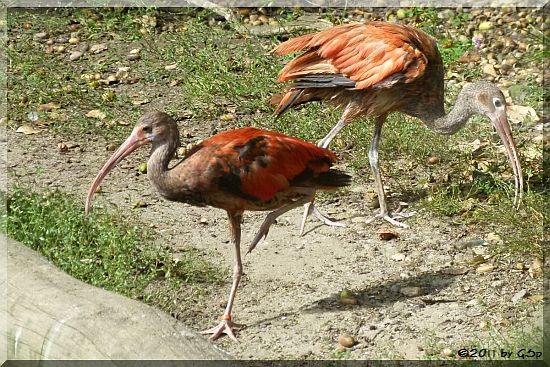 Scharlachsichler (Roter Sichler)