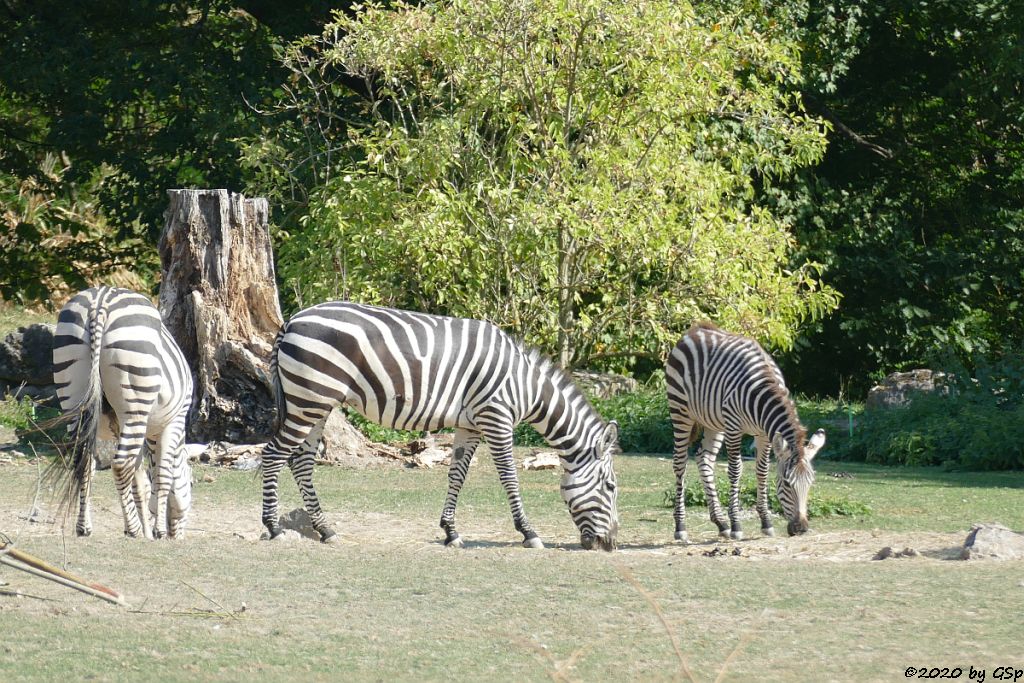 Böhm-Steppenzebra (Grant-Zebra)