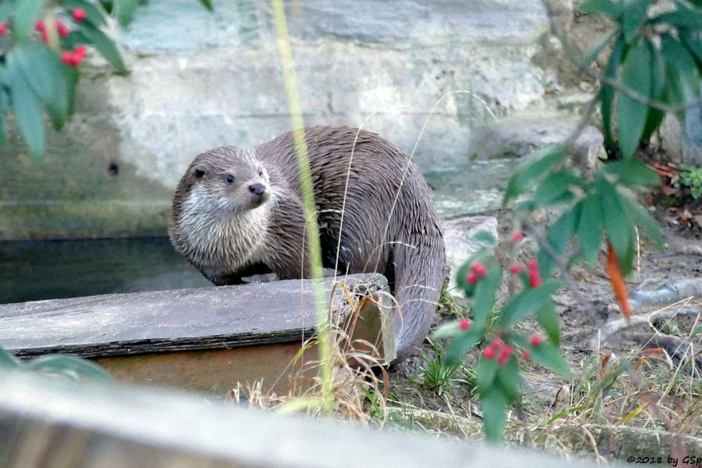 Eurasischer Fischotter