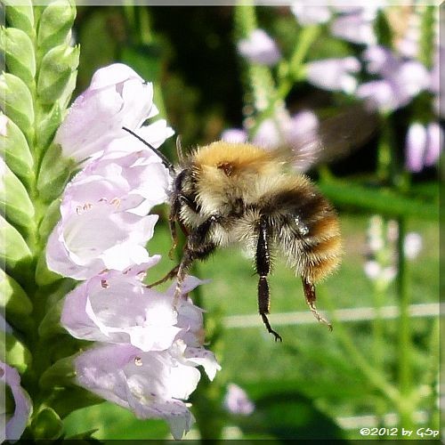 Ackerhummel