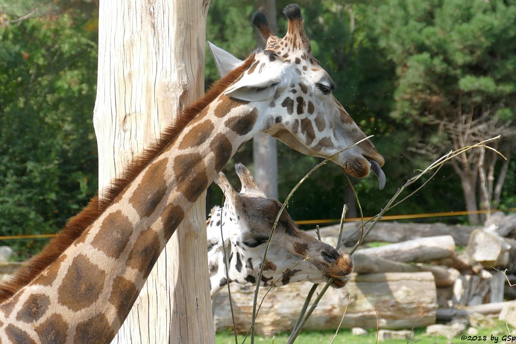 Rothschildgiraffe (Uganda-Giraffe, Baringo-Giraffe)