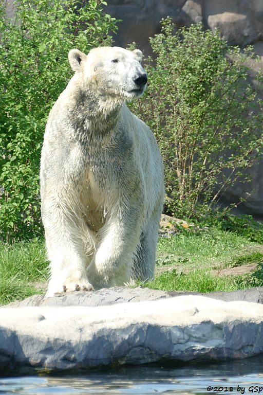 Eisbär (Polarbär) BILL