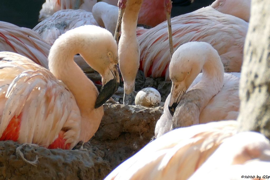 Chileflamingo (Chilenischer Flamingo)