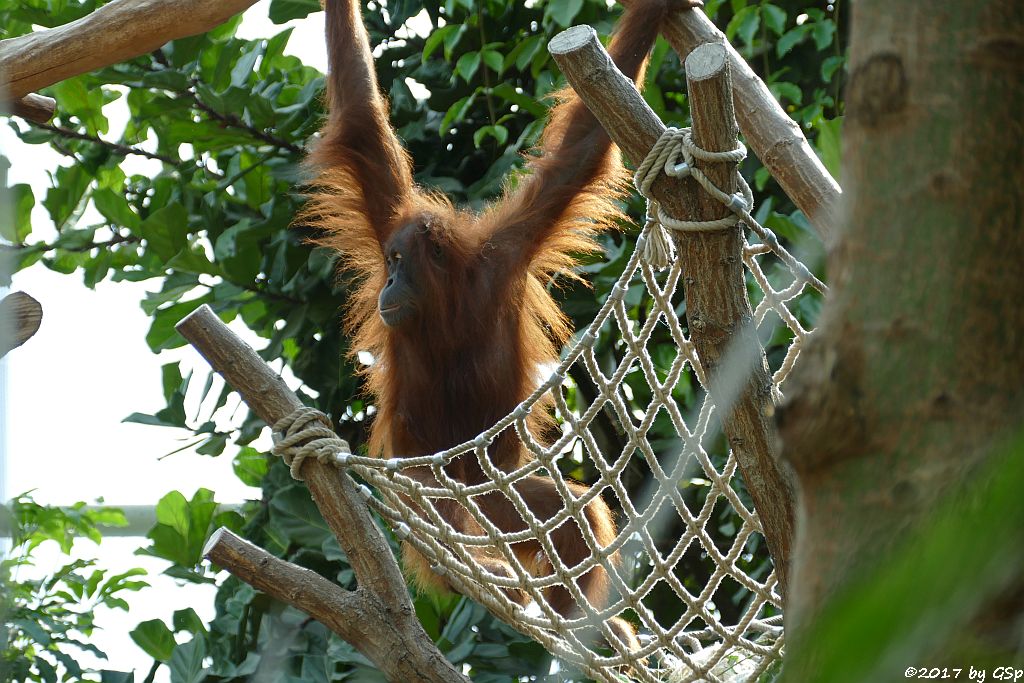 Sumatra-Orang-Utan