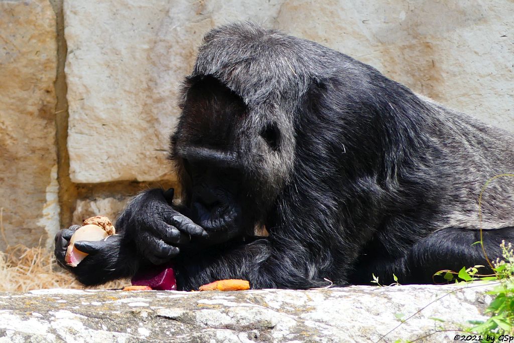 Flachlandgorilla FATOU (64 J.)