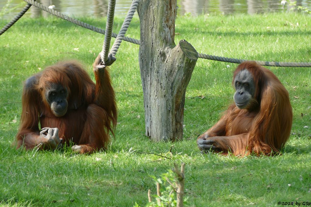 Sumatra-Orang-Utan