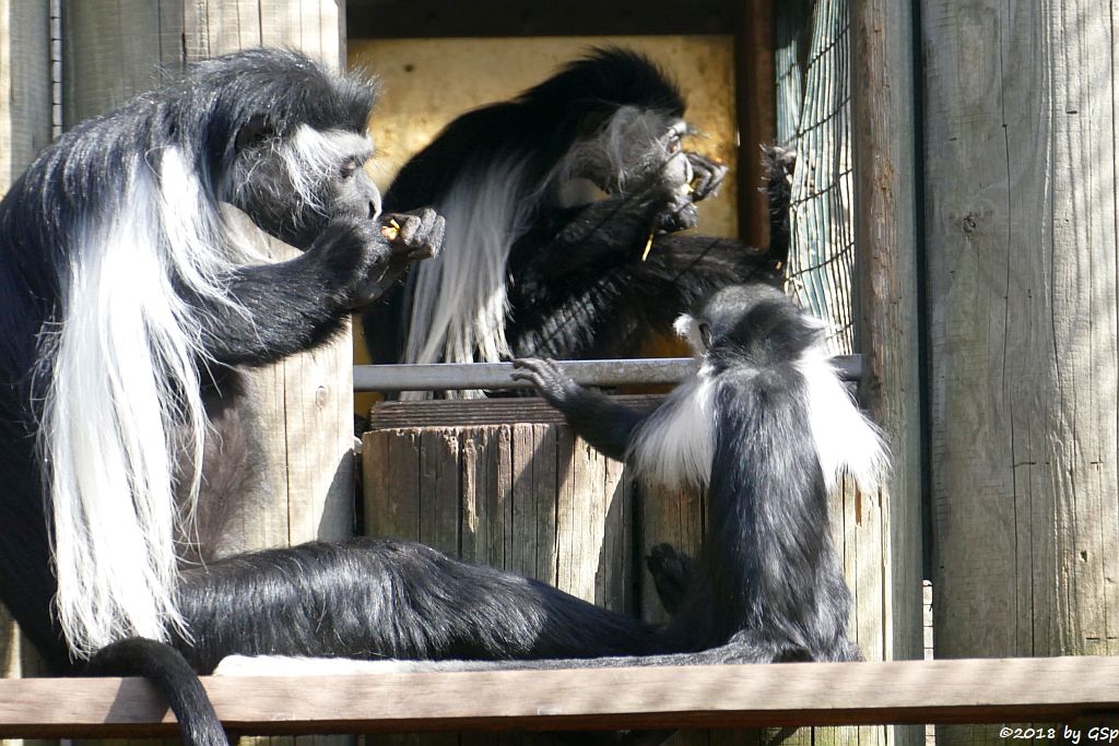 Tansania-Stummelaffe (Peters Angola-Guereza)