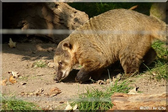 Nasenbär