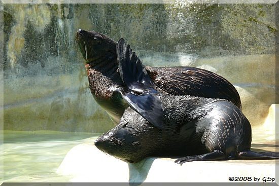 Südamerikanischer Seebär