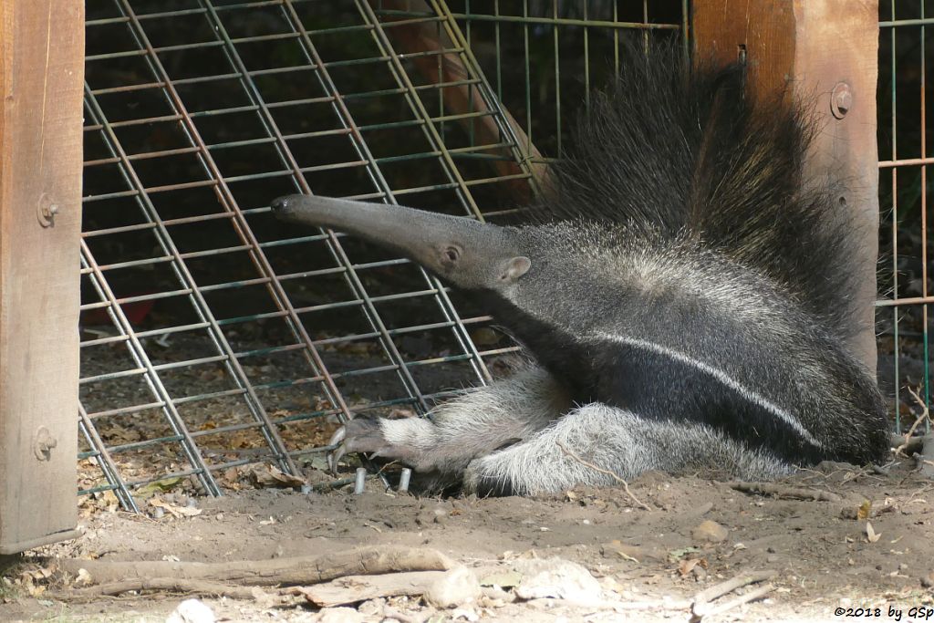 Großer Ameisenbär