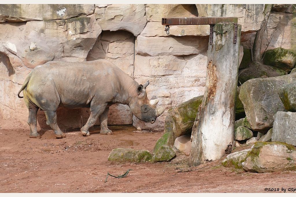 Ostafrikanisches Spitzmaulnashorn (Östliches Spitzmaulnashorn