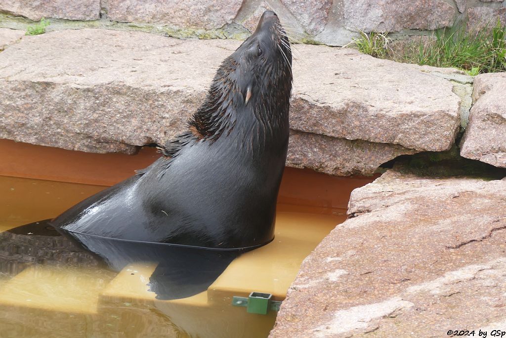 Zoo Halle: Südamerika-Seebär (Südamerikanischer Seebär)