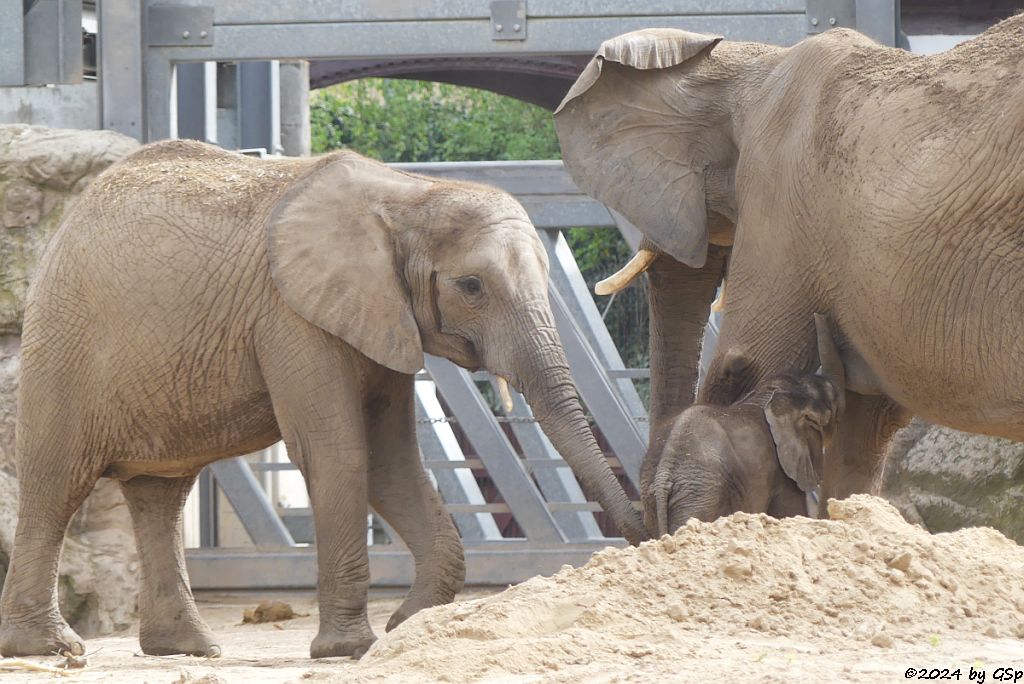 Elefanten Zoo Halle: TAMIKA, TANA mit SIMON, geb.4.2.24