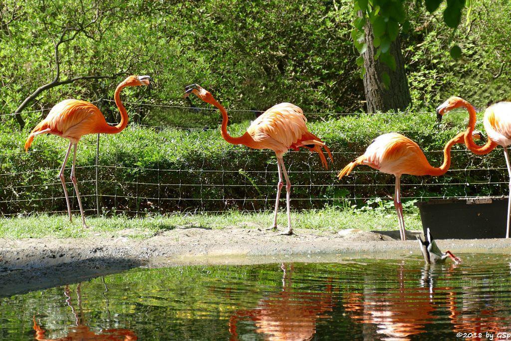 Kubaflamingo (Karibischer Flamingo, Roter Flamingo)