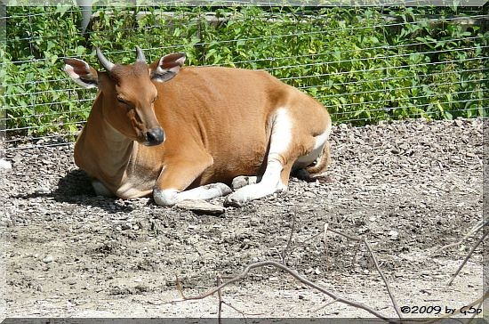 Banteng