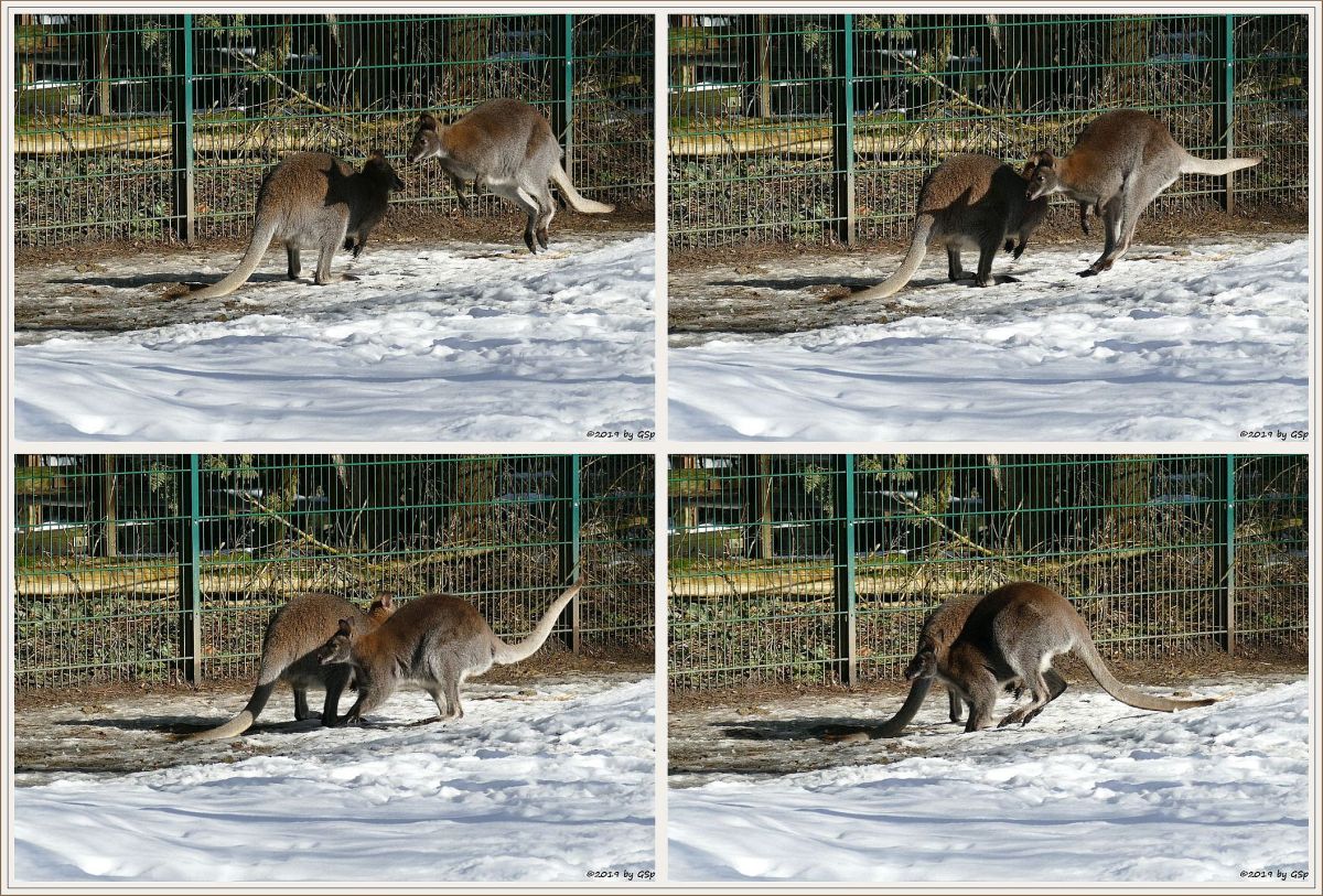 Rotnackenwallaby (Bennettkänguru)