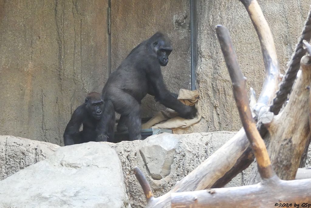 Westlicher Flachlandgorilla