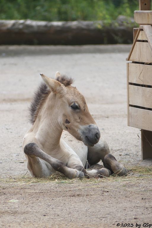 Przewalski-Pferd (Przewalski-Urwildpferd, Asiatisches Wildpferd)