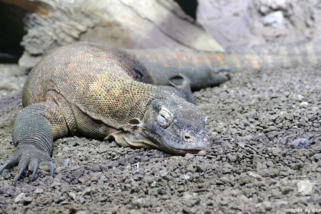 Komodowaran