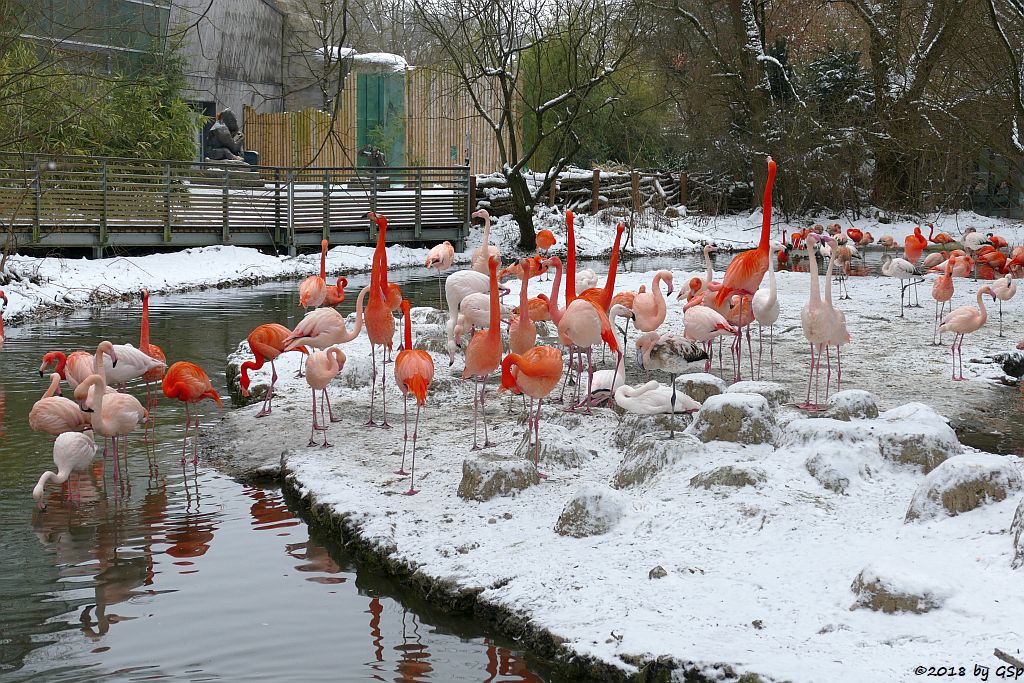 Kubaflamingo (Kubanischer Flamingo, Roter Flamingo), Rosaflamingo (Europäischer Flamingo)