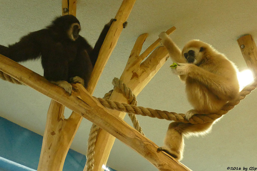 Weißhandgibbon