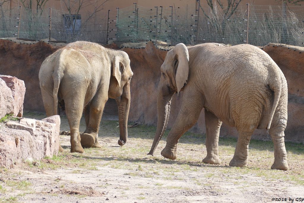 Asiat. Elefant BIRMA und Afrikanischer Elefant MWANA