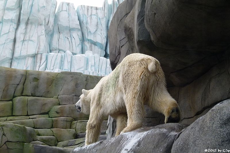 Eisbär