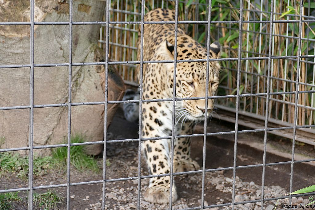 Nordpersischer Leopard (Afghanischer Leopard) AMAN, geb. 24.5.06 in Köln