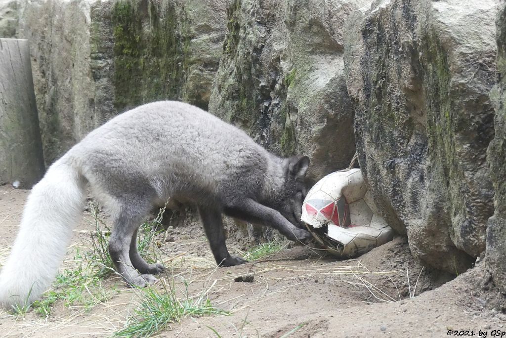 Polarfuchs (Eisfuchs, Blaufuchs)