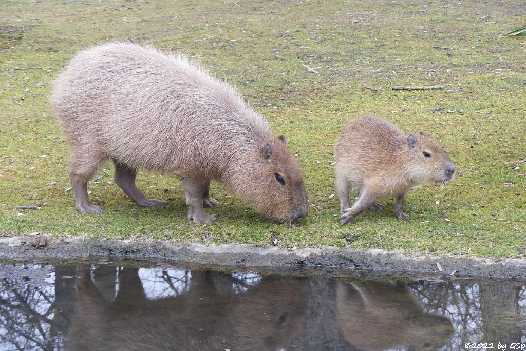 Wasserschwein (Capybara)