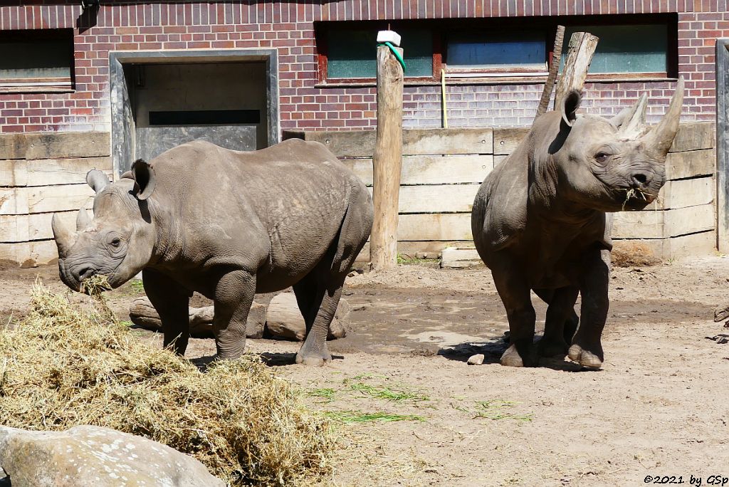 Spitzmaulnashorn MABURI mit Tochter MAISHA, geb. 22.9.18