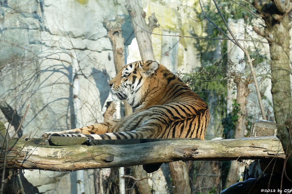 Amurtiger (Sibirischer Tiger, Mandschu-Tiger) TOMAK