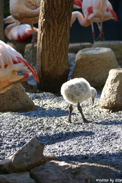 Chileflamingo (Chilenischer Flamingo)