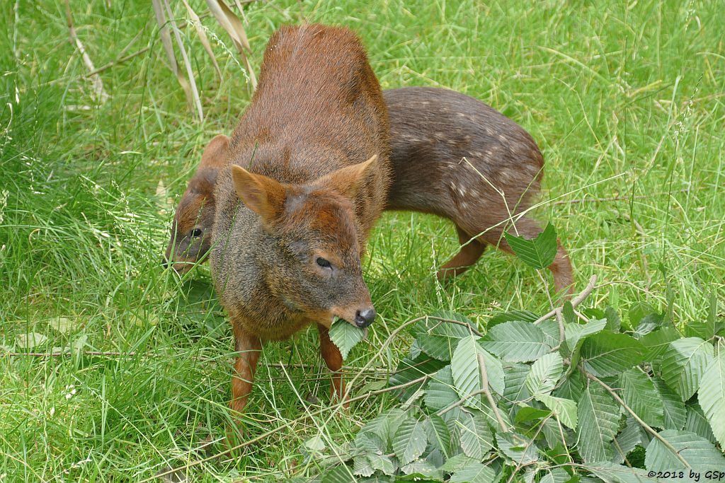 Südlicher Pudu (Südpudu), Jungtier geb. am 9.5.18 (10 Wochen)