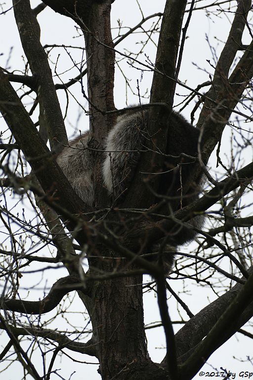 Nordamerikanischer Waschbär