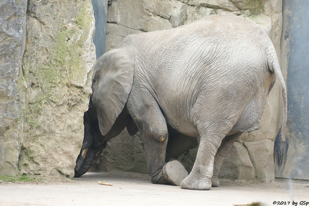 Südafrikanischer Steppenelefant (Kapelefant)