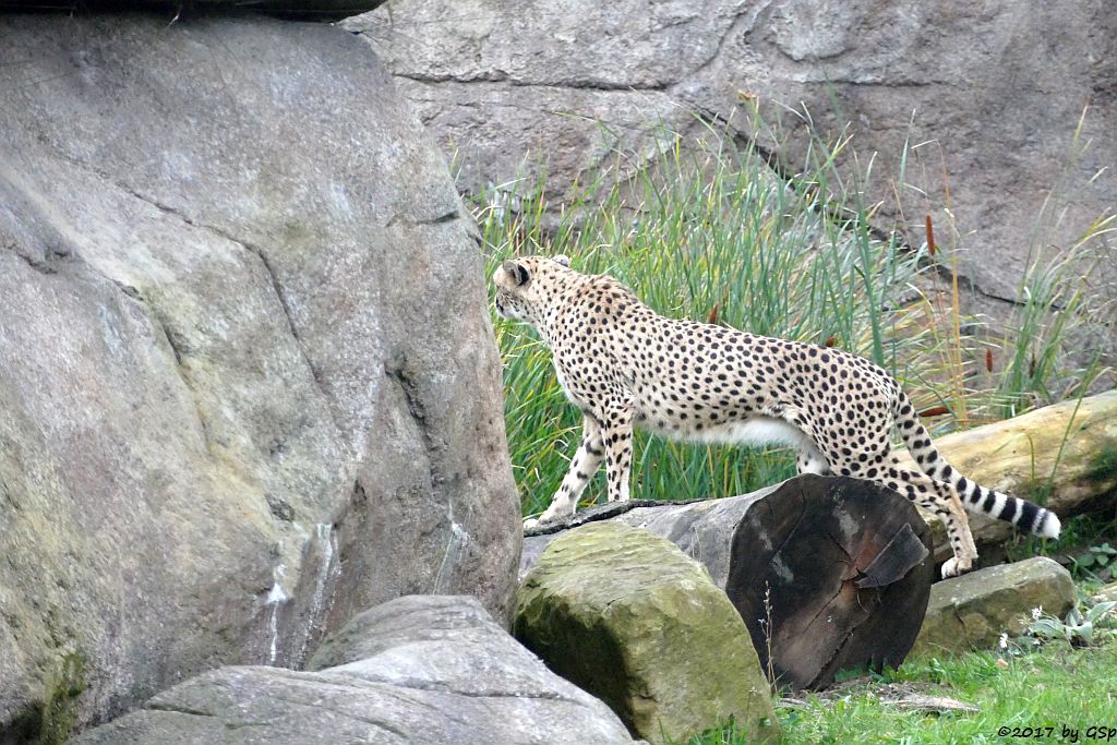 Südafrikanischer Gepard