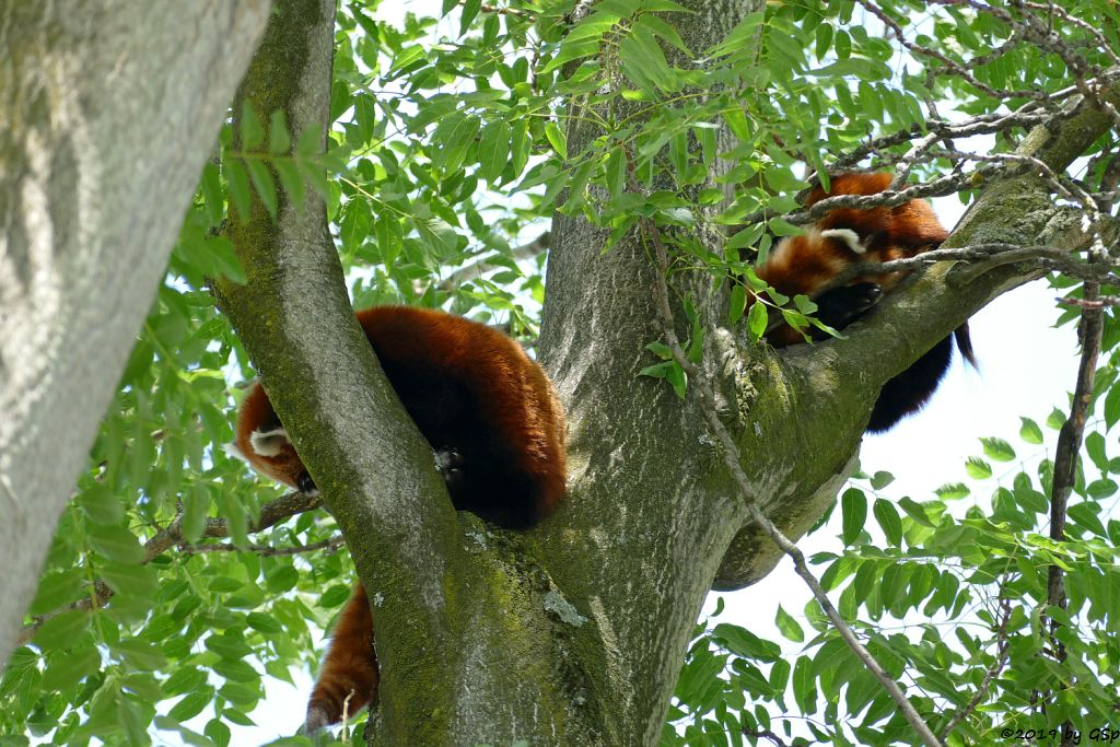 Westlicher Kleiner Panda (Westlicher Katzenbär, Nepalisischer Roter Panda)